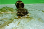 Поршень с шатуном (1.2л A9JA 8v) для Ford Fiesta с 2001-2008г