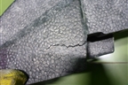 Наполнитель переднего бампера (52618F4080) для Toyota C-HR с 2016г